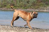 BULLMASTIFF 080